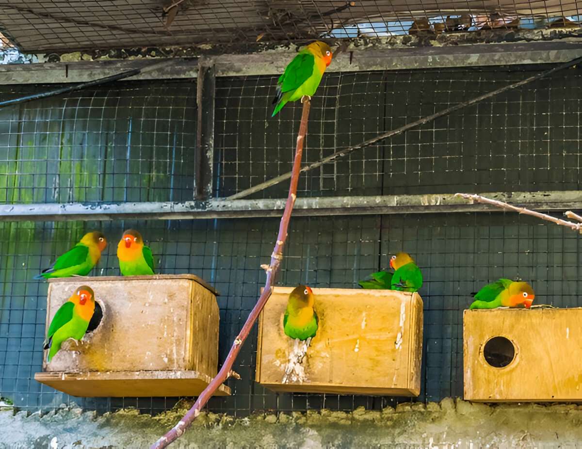 How to Create a Backyard Aviary for Your Feathered Friends